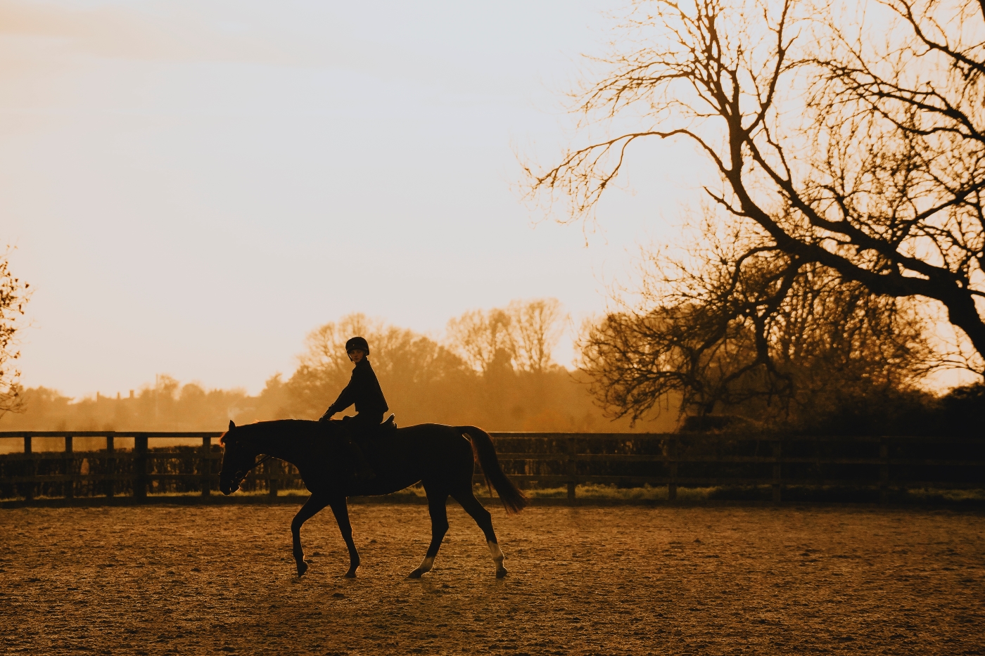 SMB College Equine