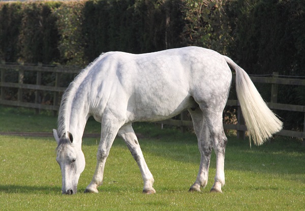 horse grazing